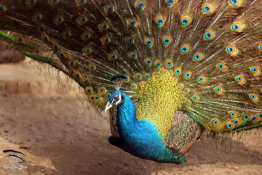 Colorful Peacock by Mohsin Jillani