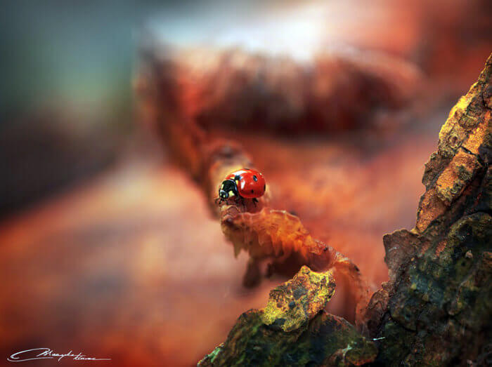 Ladybug of the forest by MaaykeKlaver